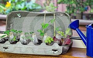 Vegetable seedlings growing in reused egg box on window ledge garden background photo