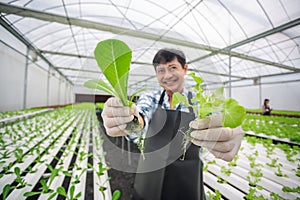 Close up vegetables hydroponic in a hand of male smart farmer in greenhouse farm. Man showing organic vegetables. Concept of