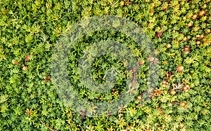 Close up of a vegetated roof with sedum, extensive green roofing