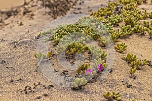 Close up of vegetation on dune of Namibe Desert. Africa. Angola