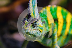 Close up Veiled chameleon or Chamaeleo calyptratus