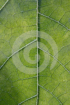 Close up of veins of leaf