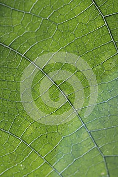 Close up of veins of leaf