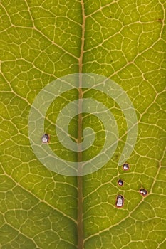 Close up of veins of leaf