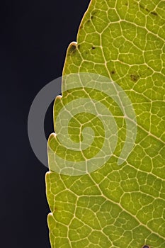 Close up of veins of leaf