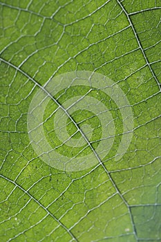 Close up of veins of leaf