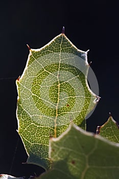 Close up of veins of leaf