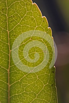 Close up of veins of leaf