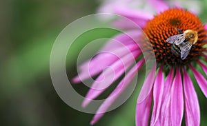 Close up veiw jf echinacea with honey bee. Photo with copy space.