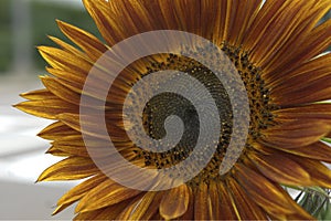 Close up of a Velvet Queen Sunflower Helianthus annuus