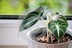 Young alocasia reginula plantlet in a white pot on a window sill photo