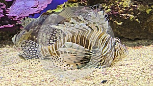 close up of a venomous Lionfish