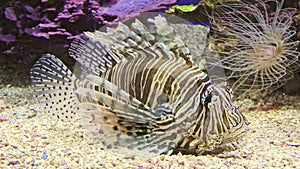 close up of a venomous Lionfish