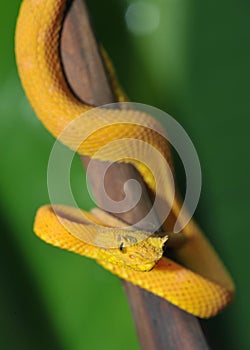 Close up of venomous yellow eyelash pit viper