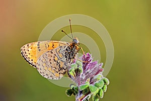 Melitaea saxatilis butterfly endemic to Iran , butterflies of Iran photo