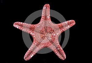 Close-up of the ventral part of a red sea star