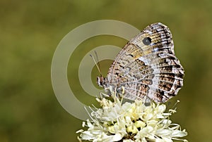  mariposas de irán 