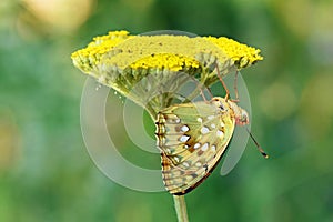 Argynnis aglaja , the dark green fritillary butterfly on flower in green background photo