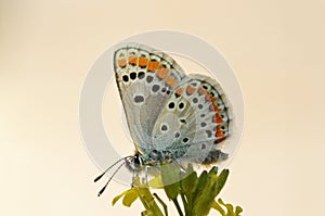Aricia agestis , the brown argus butterfly on flower photo