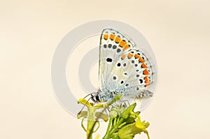 Aricia agestis , the brown argus butterfly on flower photo