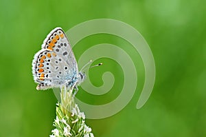 Aricia agestis, the brown argus butterfly , butterflies of Iran photo