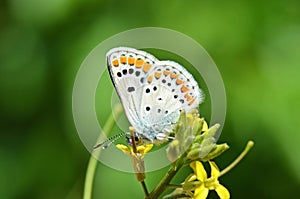 Aricia agestis , the brown argus butterfly on yellow flower photo