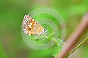 Aricia agestis, the brown argus butterfly , butterflies of Iran photo