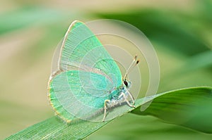 Callophrys danchenkoi butterfly , butterflies of Iran photo