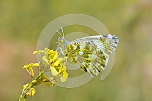 Euchloe ausonia , The eastern dappled white butterfly