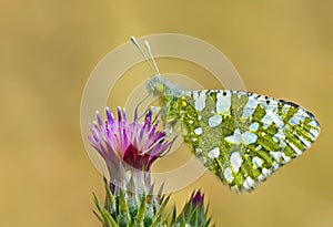 Euchloe ausonia , The eastern dappled white butterfly