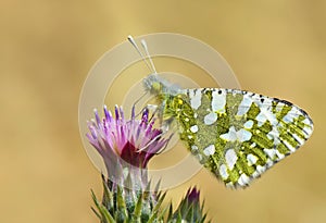 The Euchloe daphalis butterfly