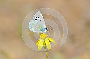 Glaucopsyche safidensis butterfly on yellow flower