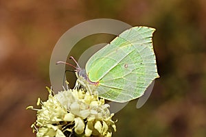 The common brimstone butterfly or Gonepteryx rhamni , butterflies of Iran photo