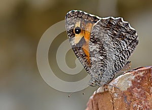 The Hipparchia turkmenica butterfly , butterflies of Iran photo