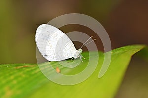 Leptosia nina , the Psyche butterfly , butterflies of Sri Lanka photo