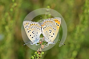 The mating pair of Lycaena lampon butterfly , butterflies of Iran photo