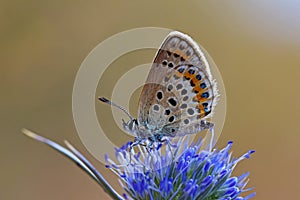 Plebejus idas , The idas blue butterfly photo