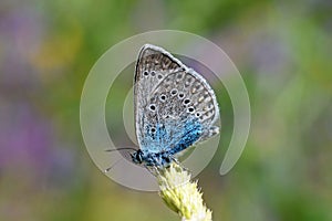 Polyommatus amandus , The Amanda`s blue butterfly photo