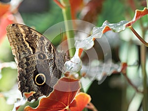 Close Up of a Ventral View of a Tawny Owl Butterfly Perched on a Leaf