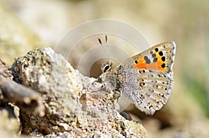 Tomares callimachus , the Caucasian vernal copper butterfly , butterflies of Iran photo