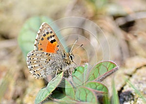 Tomares callimachus, the Caucasian vernal copper butterfly , butterflies of Iran photo