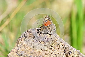 Tomares callimachus , the Caucasian vernal copper butterfly photo