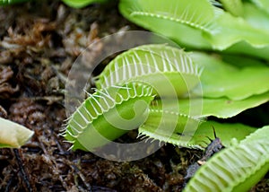 A close up of Venus flytrap