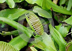 Close up of Venus flytrap, a carnivorous plant