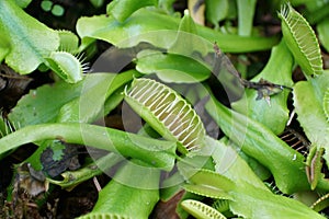 Close up of Venus flytrap, a carnivorous plant