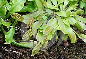 Close up of Venus flytrap, a carnivorous plant