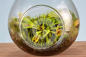 Close up of Venus flytrap, Dionaea muscipula growing in glass terrarium