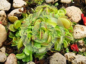 Close up of the Venus flytrap