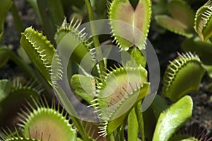 Close-up of Venus flytrap plant