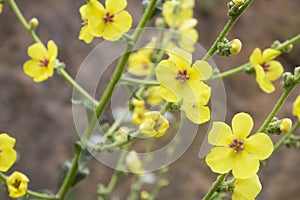 close up of verbascum blattaria plant. Yellow